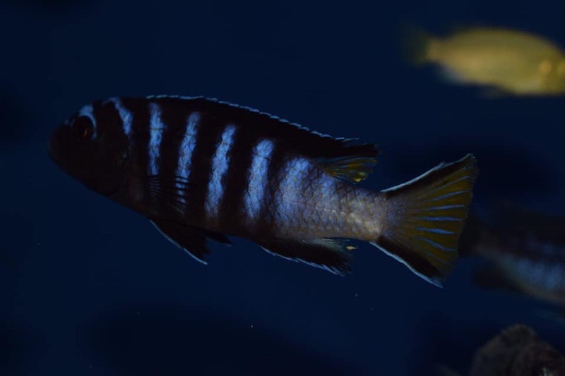 Maylandia sp. 'elongatus linganjala' Linganjala Reef